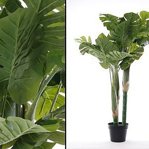 �� ��� ����� ��� ������� ���� ���� ������ 120CM