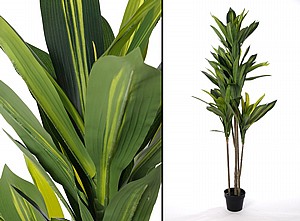 �� ���� ������ ������� ���� ���� ������ 150CM