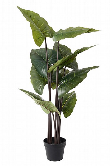 ���� ���� ������ ���� ��� ����� 120CM ����