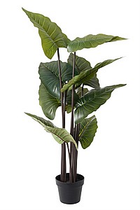���� ���� ������ ���� ��� ����� 120CM ����