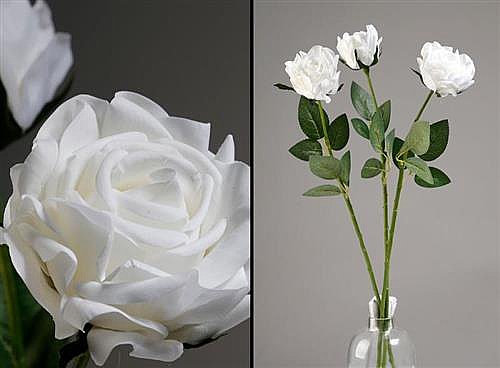��� ����� 24P 65cm ��� ���