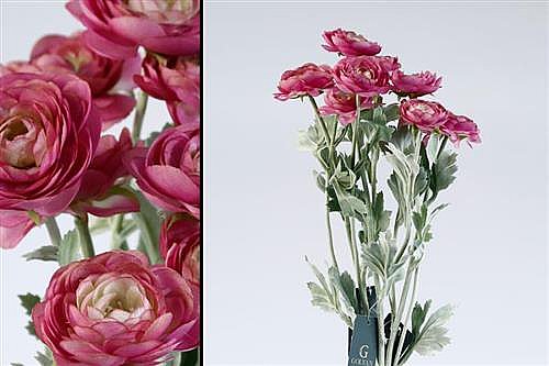 ��� ����� 51cm ������ 24P