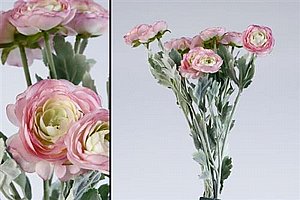 ��� ����� 51cm ���� 24P
