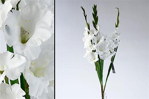 ����� ����� ����� 93cm ��� 12P