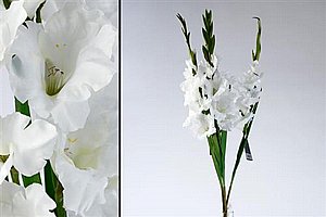 ����� ����� ����� 93cm ��� 12P