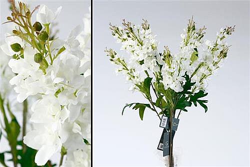��� �� ������� 78cm ��� 24P